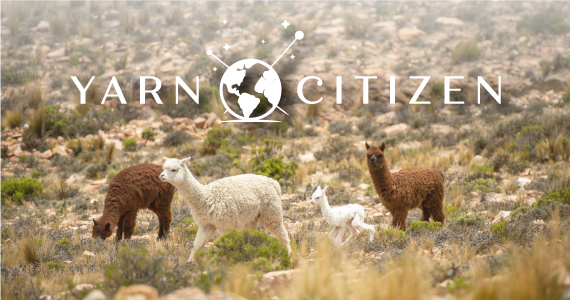Yarn Citizen text over a photo of five alpacas in a field