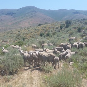 RR7 Sheep