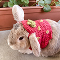 Elizabeth's Strawberry Costume Pet Sweater photo
