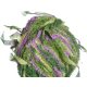 Trendsetter Euforia - 118 Moss & Lilac Yarn photo