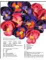 Noni - Just Pansies (Discontinued) Patterns photo