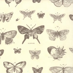 3 Sisters Papillon Fabric - Butterfly Etchings - Ivory Stone (4070 15)
