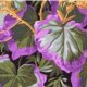 Philip Jacobs Variegated Ivy - Lavender Fabric photo