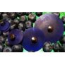 Jul Resin Pedestal Buttons - Blueberry - X-Small 7/8
