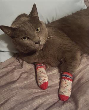 Jenny's Kitty Tube Socks