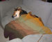 Wiley's Ombre Alpaca Lap Blanket