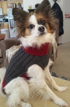 Heather's Dandy Dog Sweater for Sammy