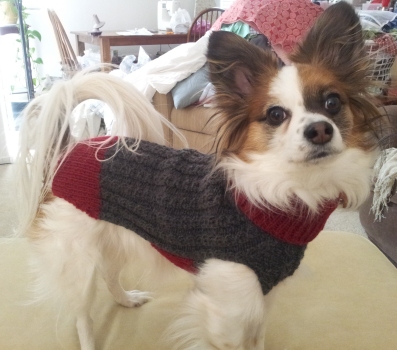 Heather's Dandy Dog Sweater for Sammy